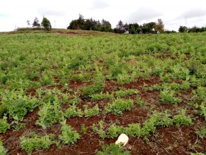 peas growing dec 2019