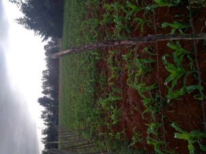 Land for Sale in Kapseret Eldoret