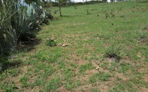 Land for Sale in Kahuho Kiserian