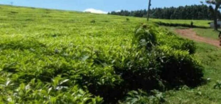 2joje plot for sale in limuru kiambu county 1