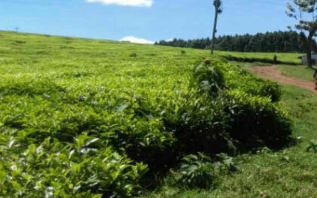 2joje plot for sale in limuru kiambu county 1