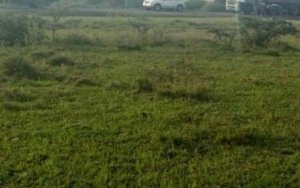 Plots in Naivasha