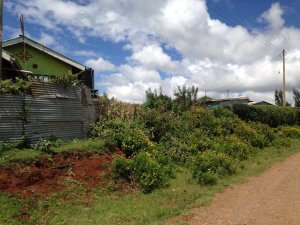 Cheap Plots in Limuru