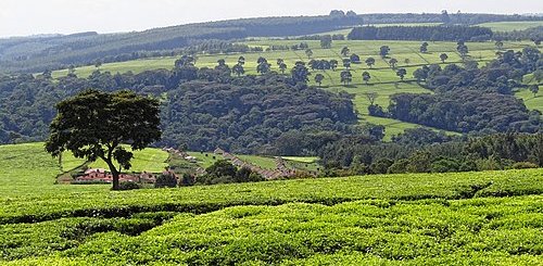 Kenya Tealand Near Kericho 2012