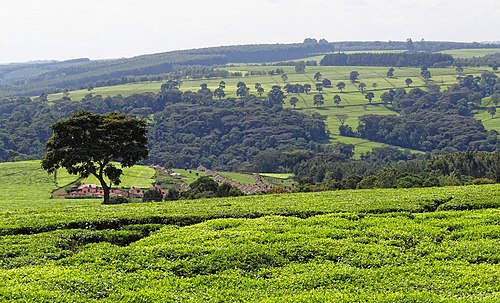 Kenya Tealand Near Kericho 2012