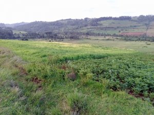 Land for Sale in Oljororok Kenya