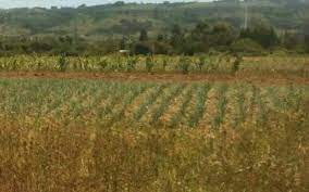 Land for Sale in Karati Naivasha