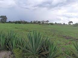 Kilimambogo Plots for Sale