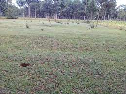 Plots for Sale in Chepkoilel Eldoret