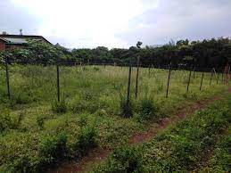 Plots for Sale in Kisumu Mamboleo