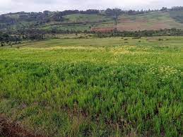 Land for Sale in Oljororok Kenya