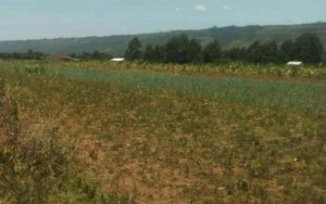 gcvda land for sale in naivasha