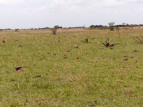 Plots for Sale in Juja Farm Athi