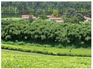 Agricultural Land for Sale in Kericho