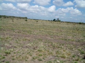 Land for Sale in Juja Town