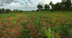 land for sale in leshau mairo inya nyahururu rpdtk