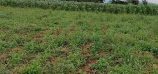 land for sale in naivasha town nakuru a5k6r