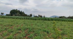 land for sale in naivasha town nakuru y9kmi