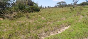 Ole Tepes Kiserian Land for Sale