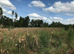 Gatundia Land for Sale