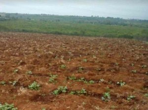 land for sale in rumuruti nyahururu zhm6s