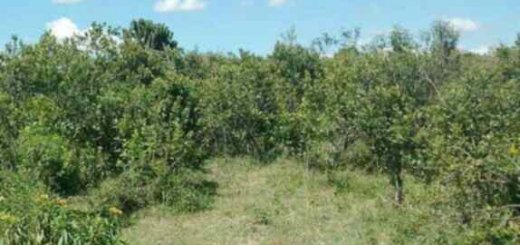 land for sale ngarua kinamba laikipia county jyo3m 1