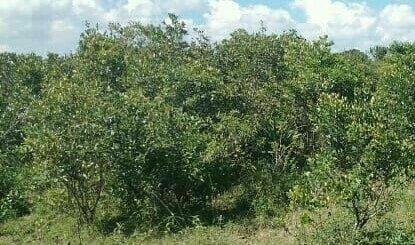 land for sale ngarua kinamba laikipia county vvwzp