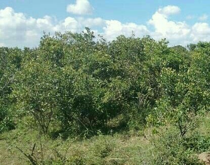 land for sale ngarua kinamba laikipia county vvwzp