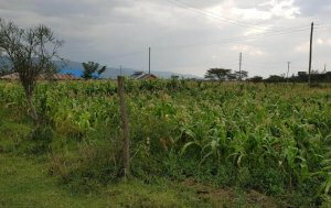 land in nakuru shauri moyo for sale zzr5y