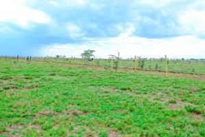 ricco homes plots on sale in nanyuki3