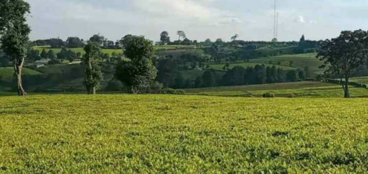 tea estate farm land for sale in tigoni limuru eht8b