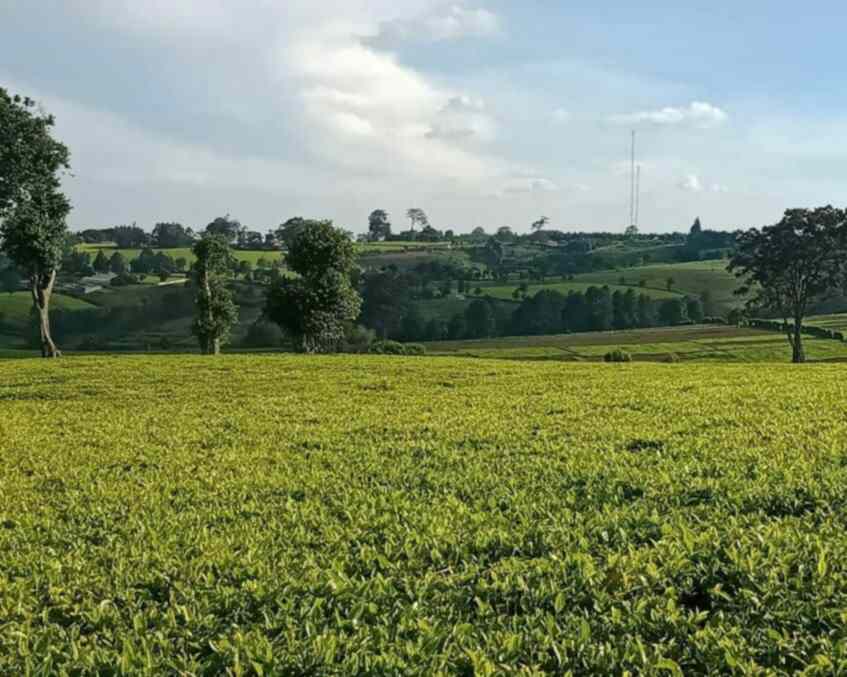 tea estate farm land for sale in tigoni limuru eht8b