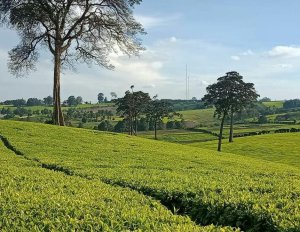 tea estate farm land for sale in tigoni limuru tob2r