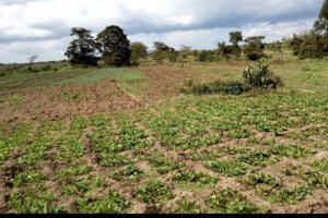 Farm Land for Sale in Nanyuki