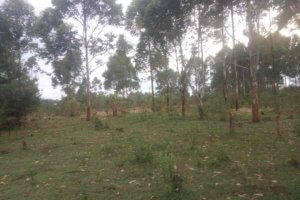 yblpv royalton eldoret land for sale