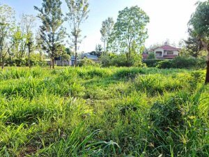 half acre land for sale in kiukenda kiambu upunz 1
