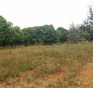 1 acre agricultural land for sale in kambiti makuyu muranga l1lzj 1