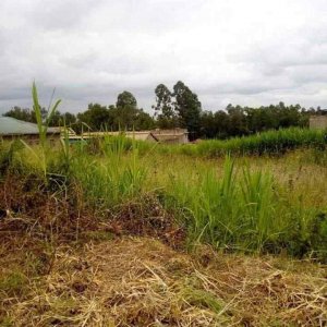 Land for Sale in Sabasaba