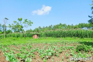 land for sale in chavakali