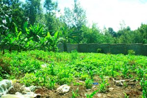 land for sale in ndumberi kiambu