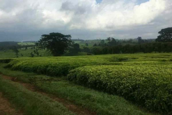 Land for Sale in Tetu Nyeri: Your Gateway to Tranquil Real Estate in ...