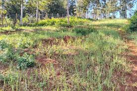 land for sale in tetu nyeri