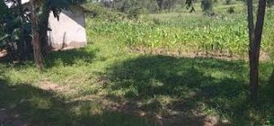 Land for Sale in Kabras