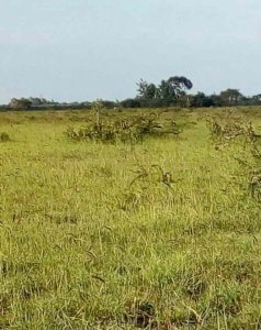 Land for Lease in Rumuruti