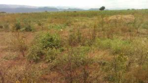 land for sale in gilgil naivasha nakuru 1nbwx 1