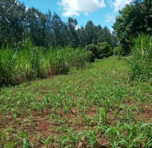 Land for Sale in Kambiti