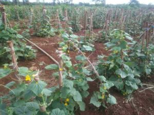 land for sale in kenol maragua muranga fnnct