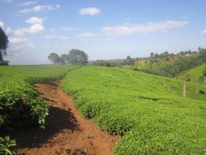 productive tea farm for sale kiambu town