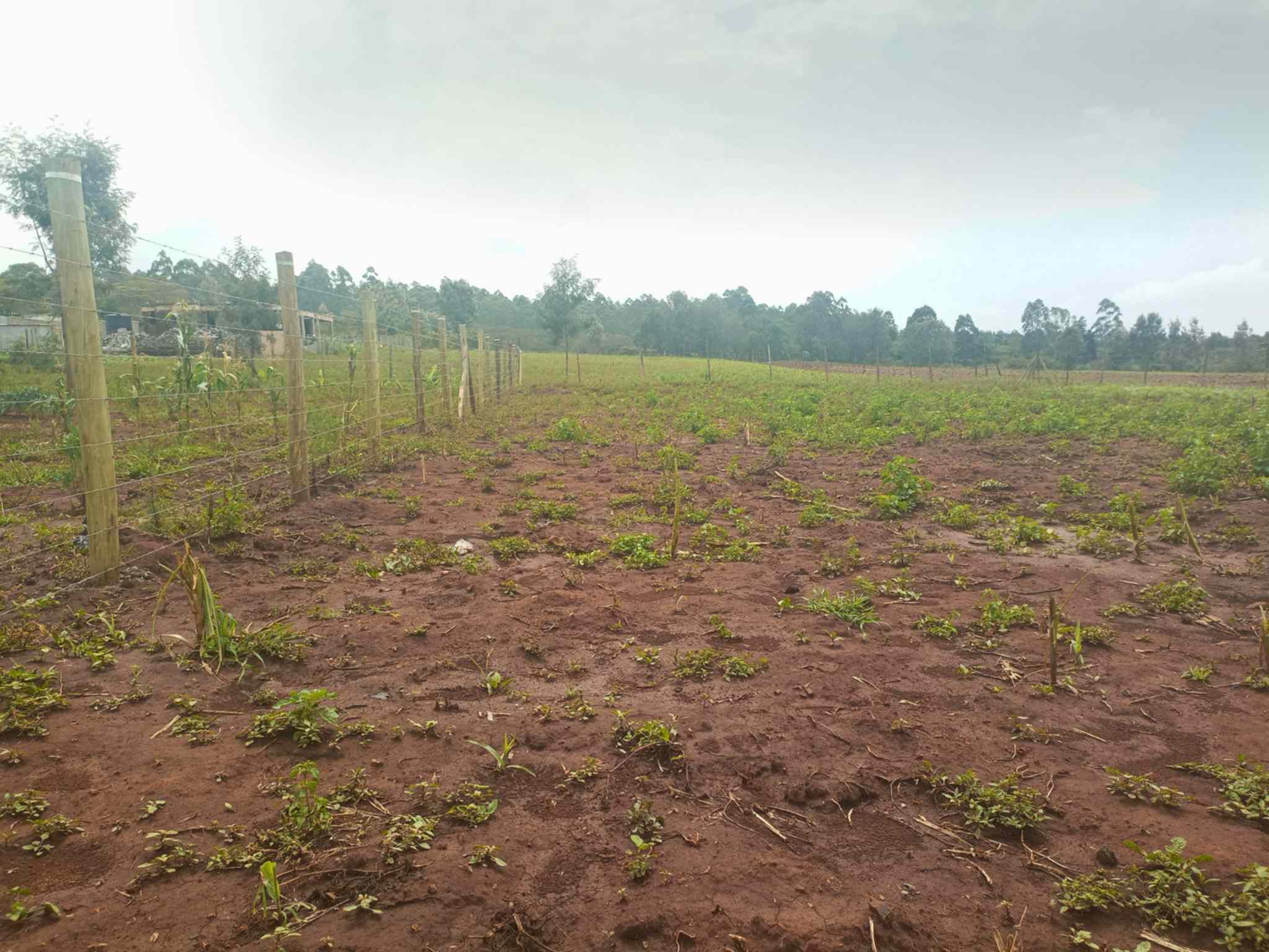 quatre acre for sale in ngong kibiko kby6t