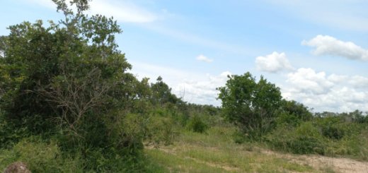 230 Acres for sale in Kakonini 8649459 592x444 1